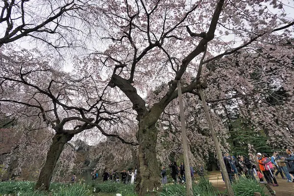 Cherry tree area (3)